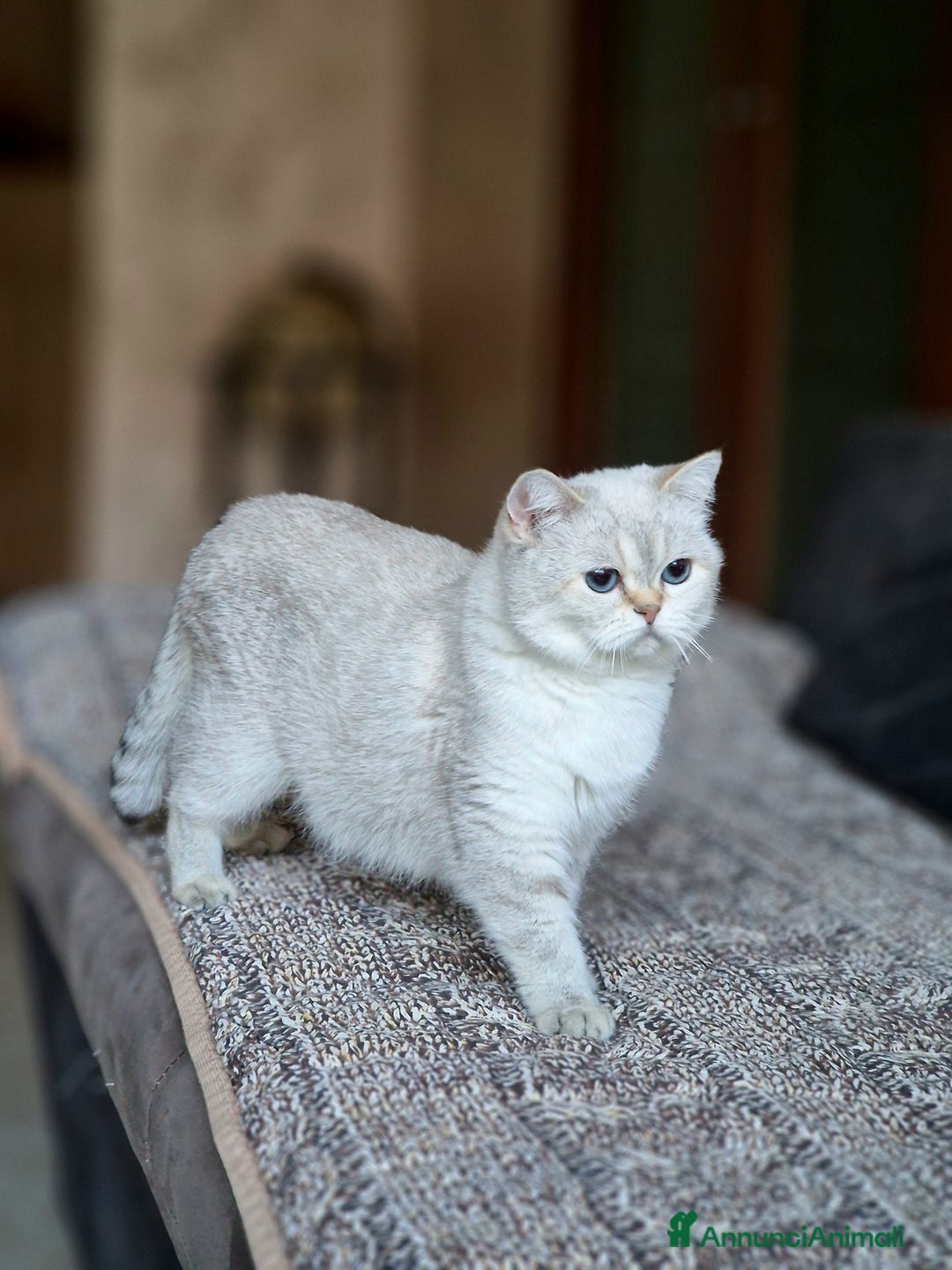 British gatti in vendita: British shorthair e longhair  - Annuncio 12