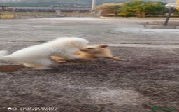 Barboncino Toy cani in vendita: Barboncino  a Provincia di Chieti - Immagine 2