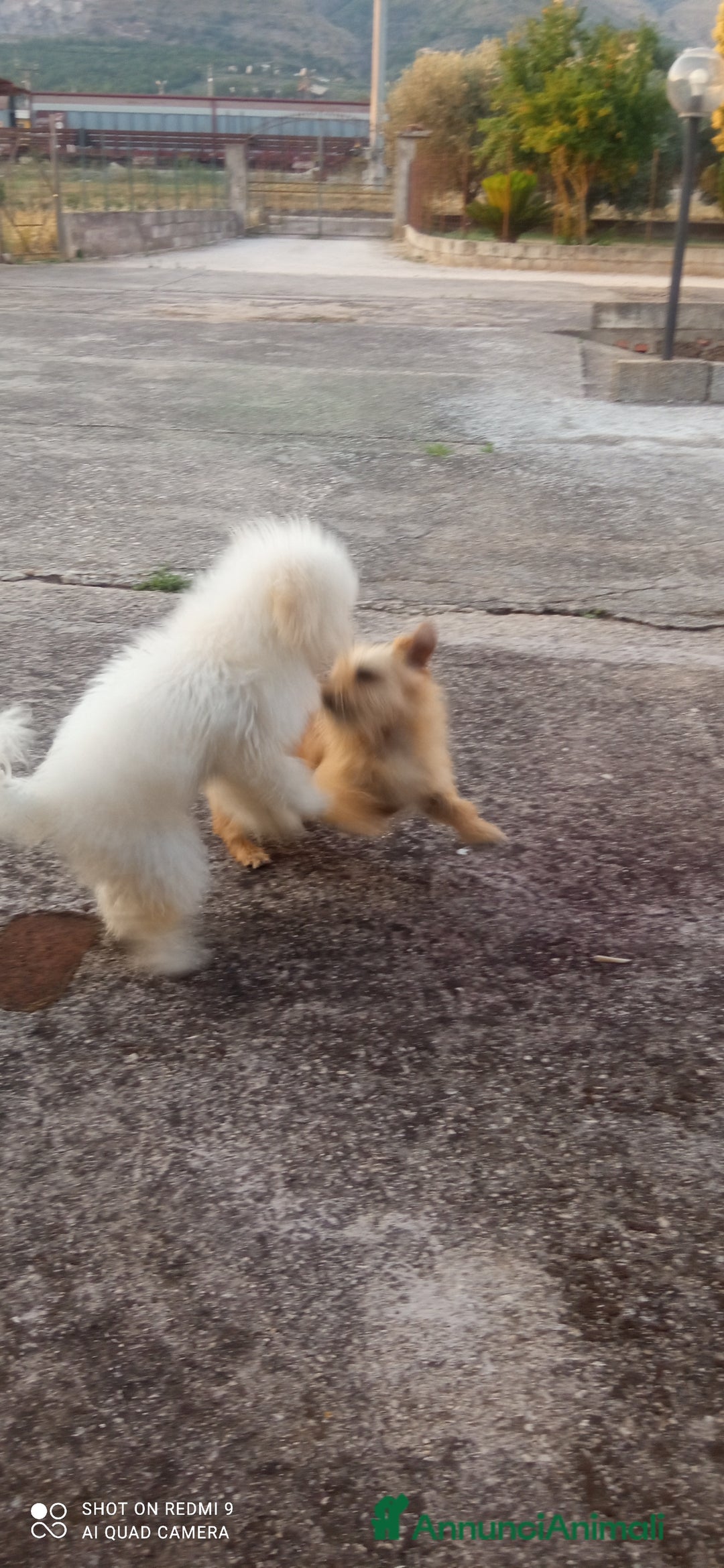 Barboncino Toy cani in vendita: Barboncino  a Provincia di Chieti - Immagine 2