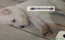Pastore Svizzero cani in vendita: Cuccioli pastore svizzero bianco  a Province of Brescia - Immagine 9