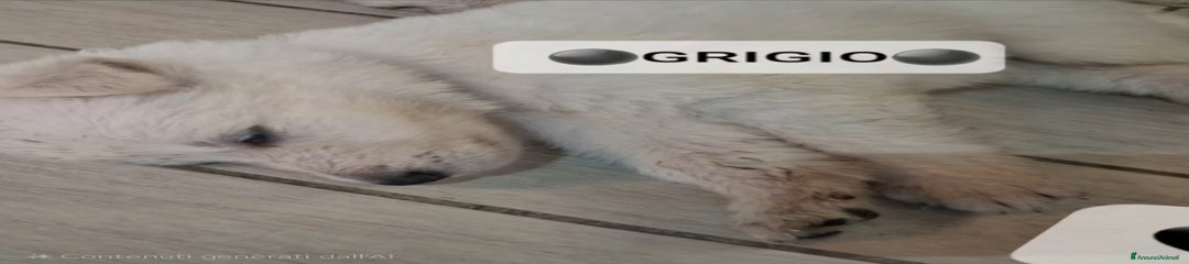 Pastore Svizzero Cucciolo 9