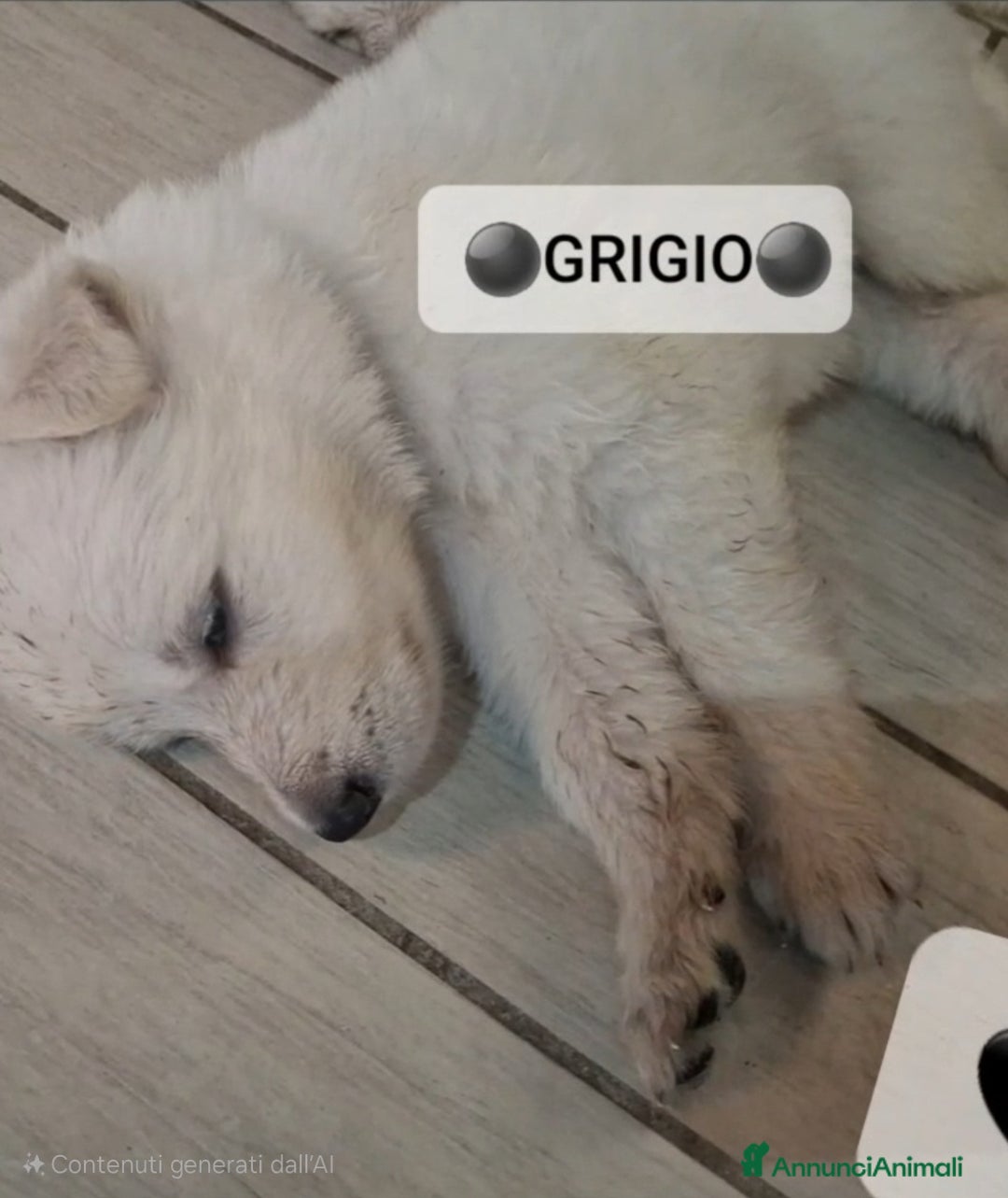 Pastore Svizzero cani in vendita: Cuccioli pastore svizzero bianco  a Province of Brescia - Immagine 9