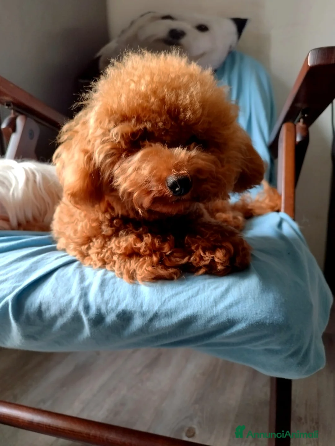 Barboncino cani per accoppiamento: Barboncino mini toy red  - Annuncio 1