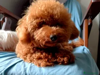 Barboncino cani Barboncino mini toy red - Annuncio 1