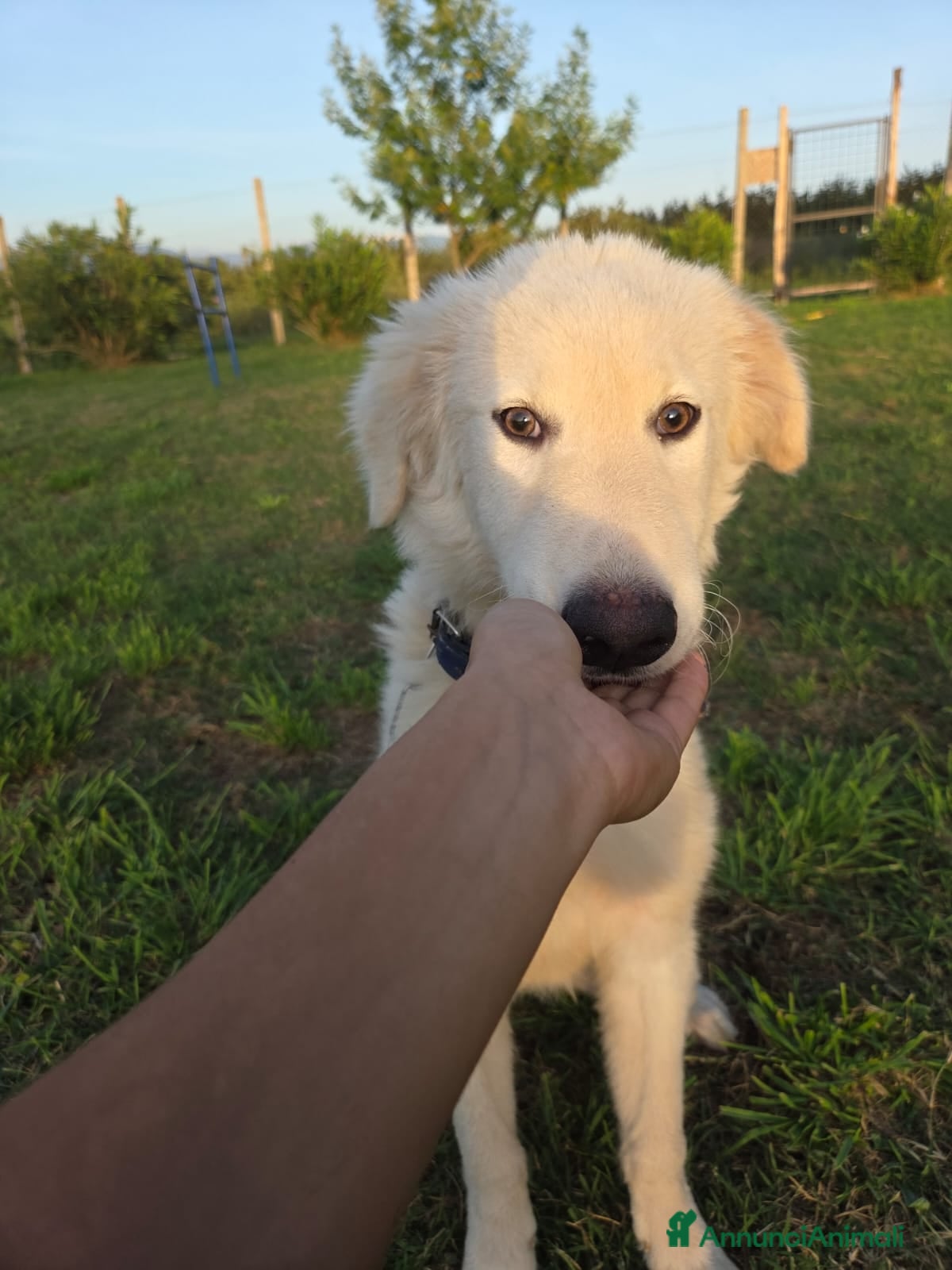 Pastore Maremmano cani Meraviglioso blue - Annuncio 14