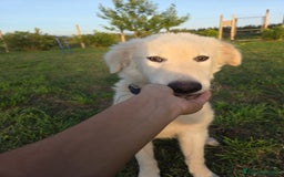 Pastore Maremmano cani in regalo: Meraviglioso blue - Immagine 1