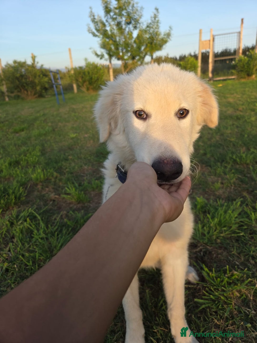 Pastore Maremmano cani in regalo: Meraviglioso blue - Annuncio 1