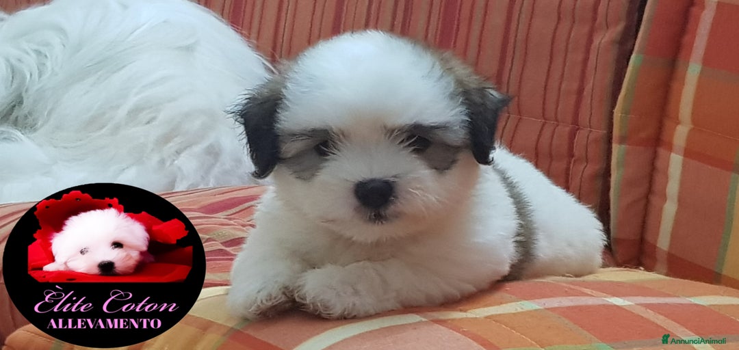 Immagine della galleria {{count}}