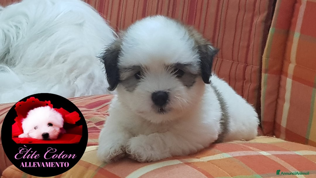 Immagine della galleria {{count}}