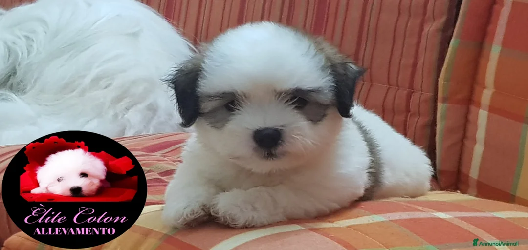 Immagine della galleria {{count}}