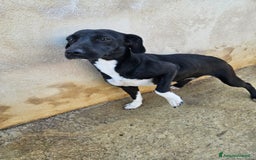 Meticcio cani in regalo: Beatrice: cucciolotta taglia contenuta socievole  a Città Metropolitana di Genova - Immagine 28