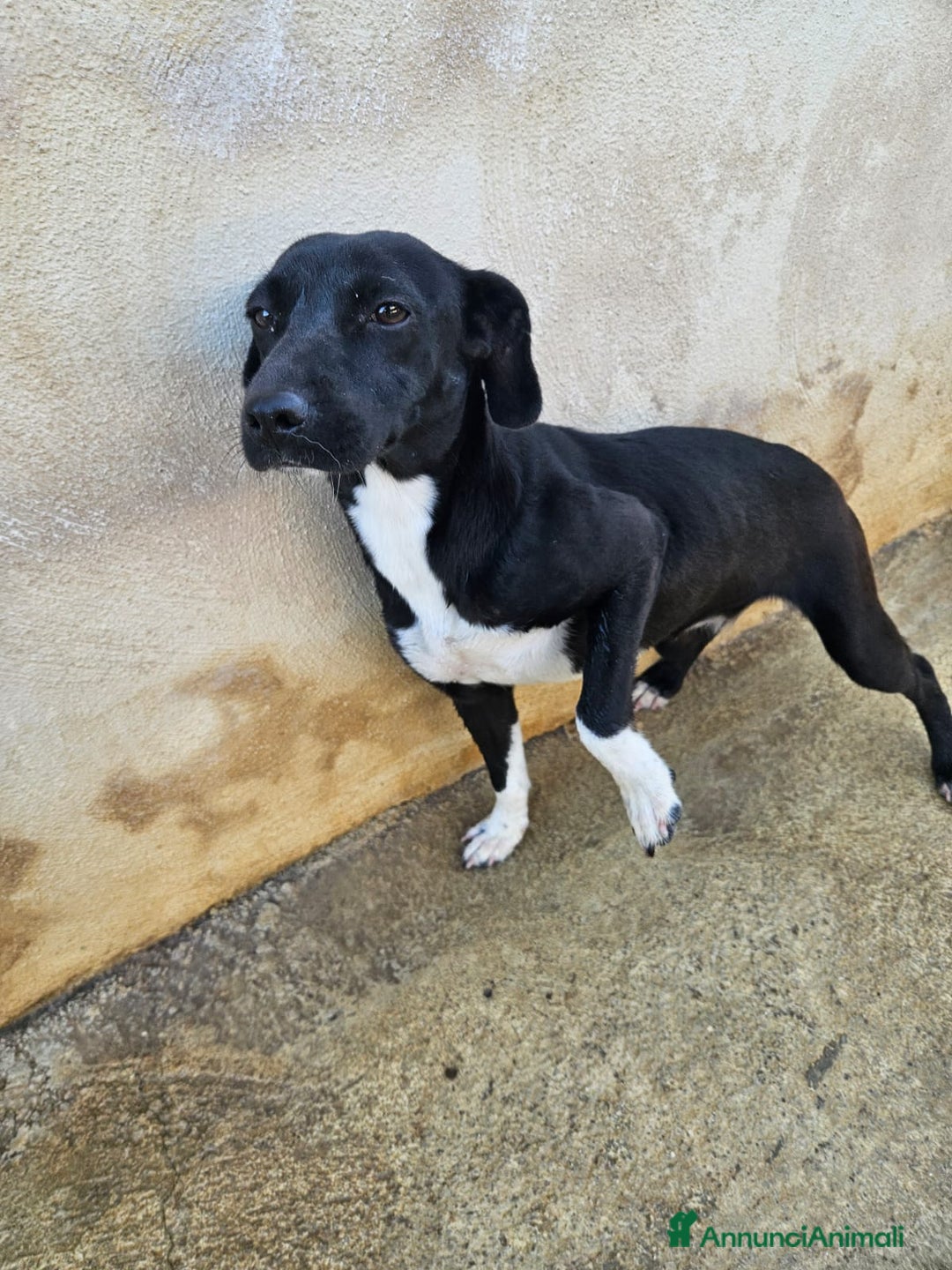 Meticcio cani in regalo: Beatrice: cucciolotta taglia contenuta socievole  a Città Metropolitana di Genova - Immagine 28