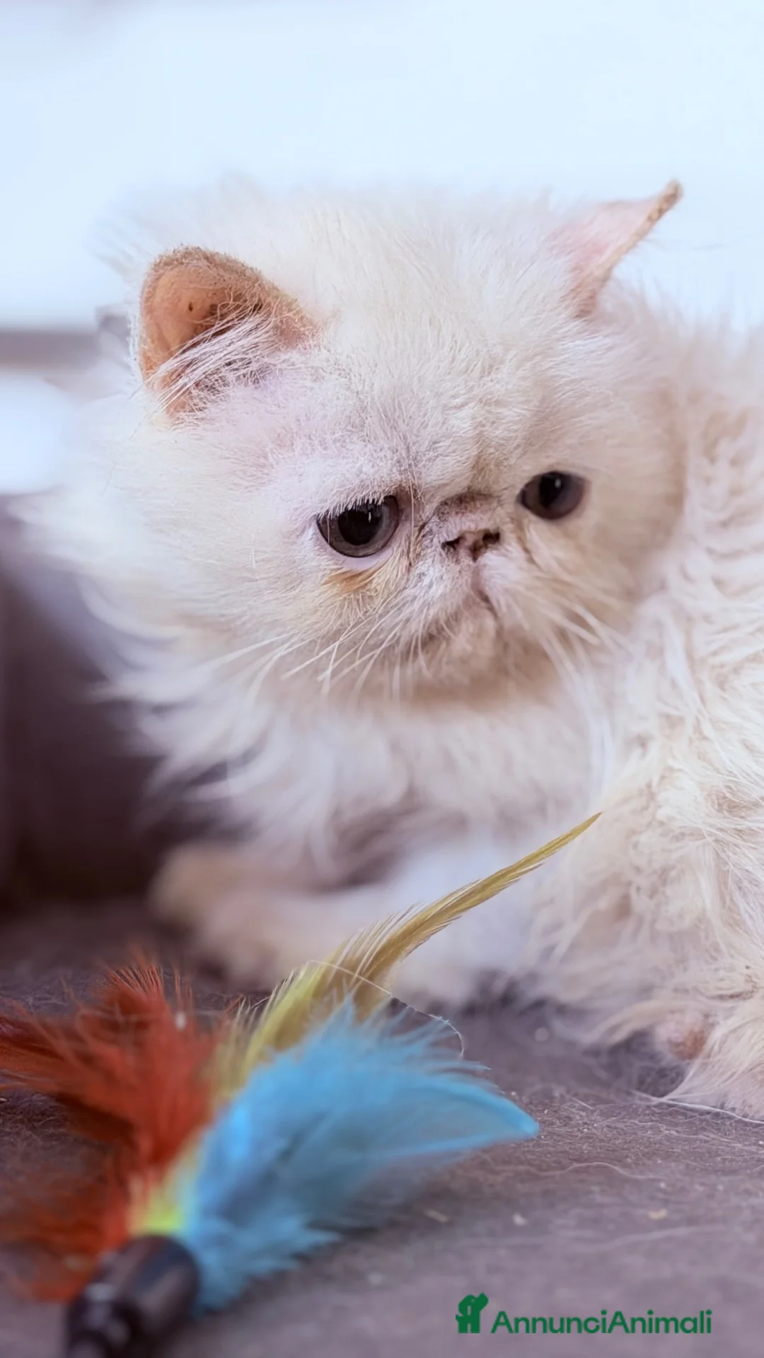 Persiano gatti in vendita: Cucciolo persiano - Annuncio 2