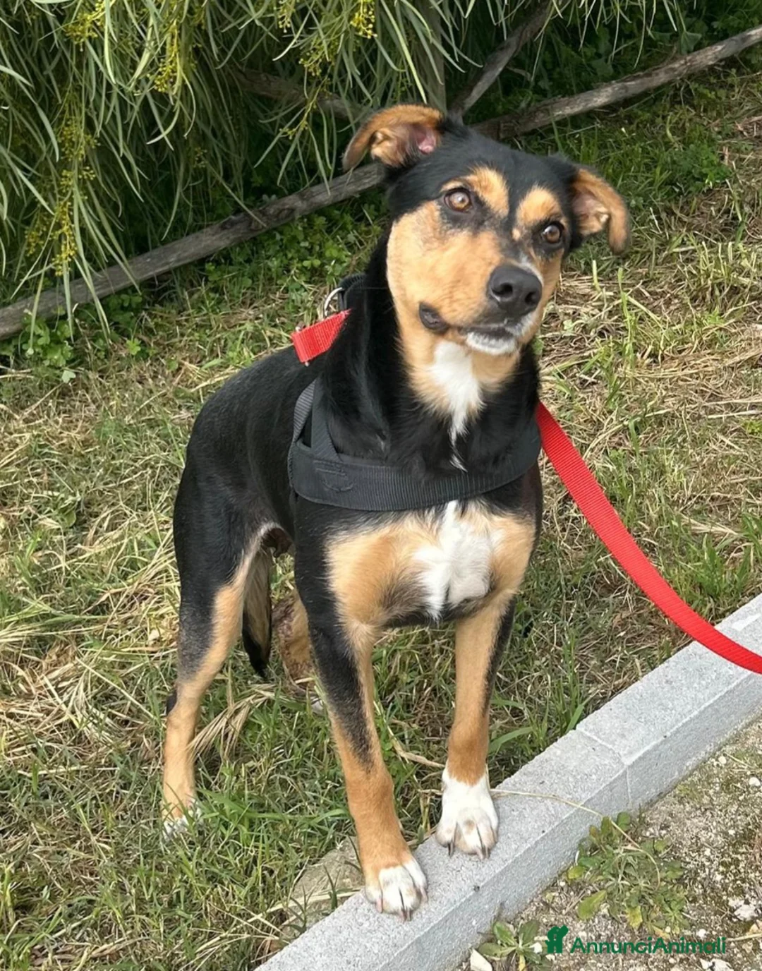 Meticcio cani in regalo: Cocca nera focata quasi 2anni tg media SIRACUSA  - Annuncio 2