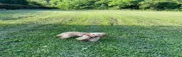 Barboncino cani in vendita: Barboncino piccolo nano albicocca  - Annuncio 3