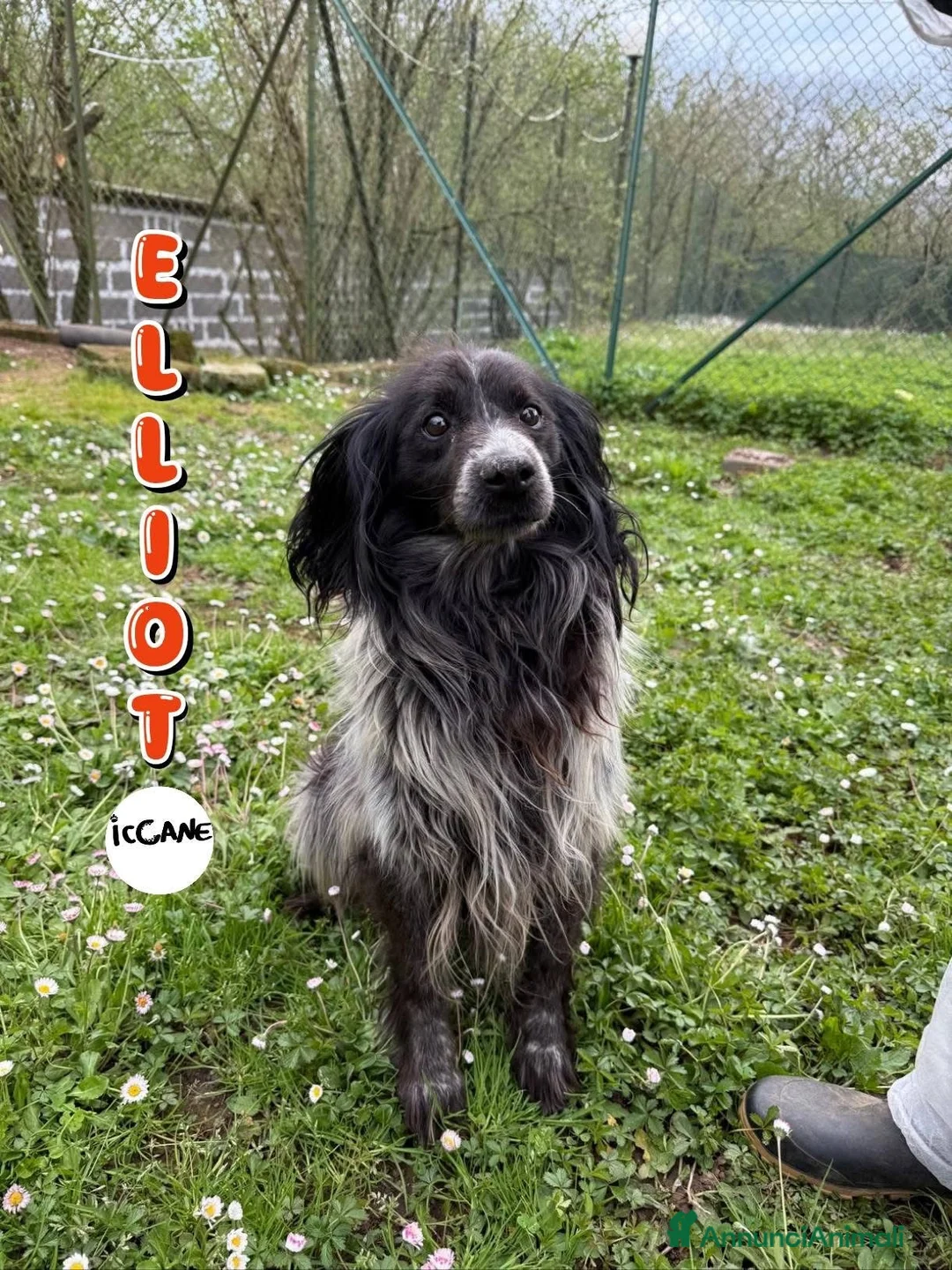 Meticcio cani in regalo: Elliot a Provincia di Viterbo - Annuncio 2