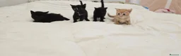 Altre razze gatti in vendita: Gattini a Provincia di Caserta - Annuncio 1