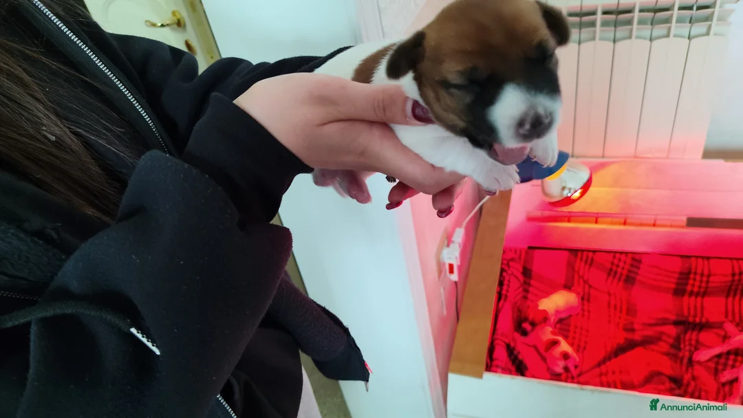 Jack Russell cani in vendita: Jack Russel  - Annuncio 2