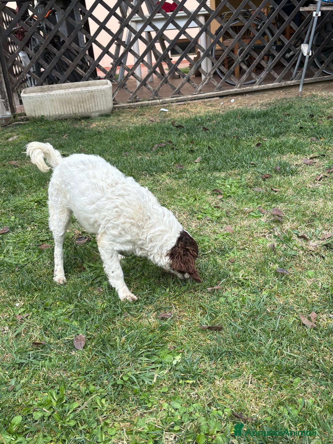 Meticcio cani in vendita: Vendita cani da tartufi  - Annuncio 8