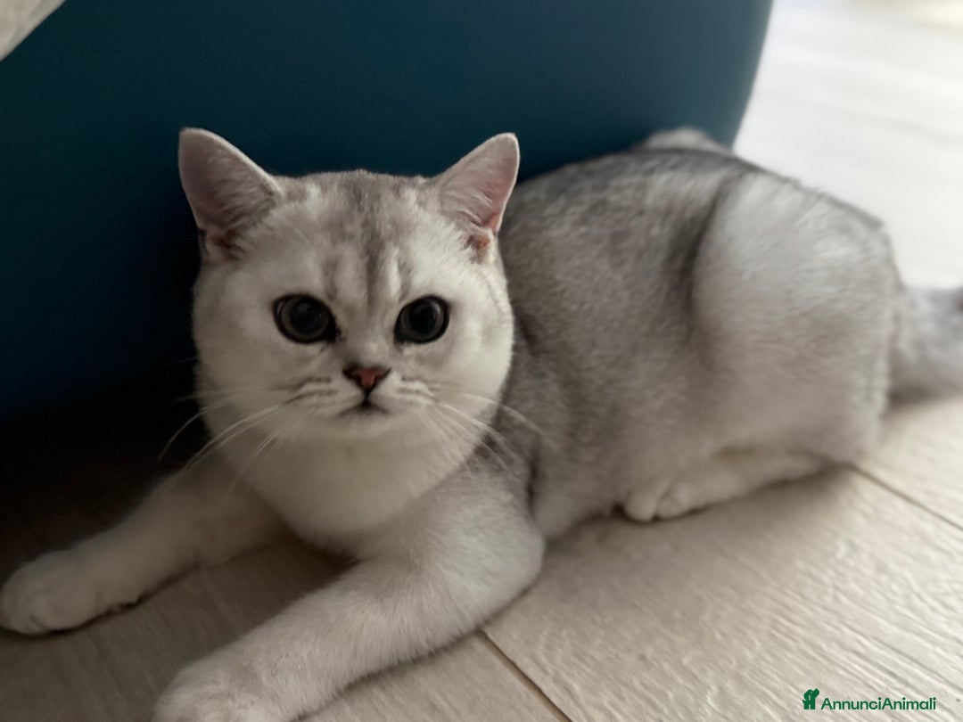 Scottish gatti in vendita: Scottish straight  - Annuncio 4