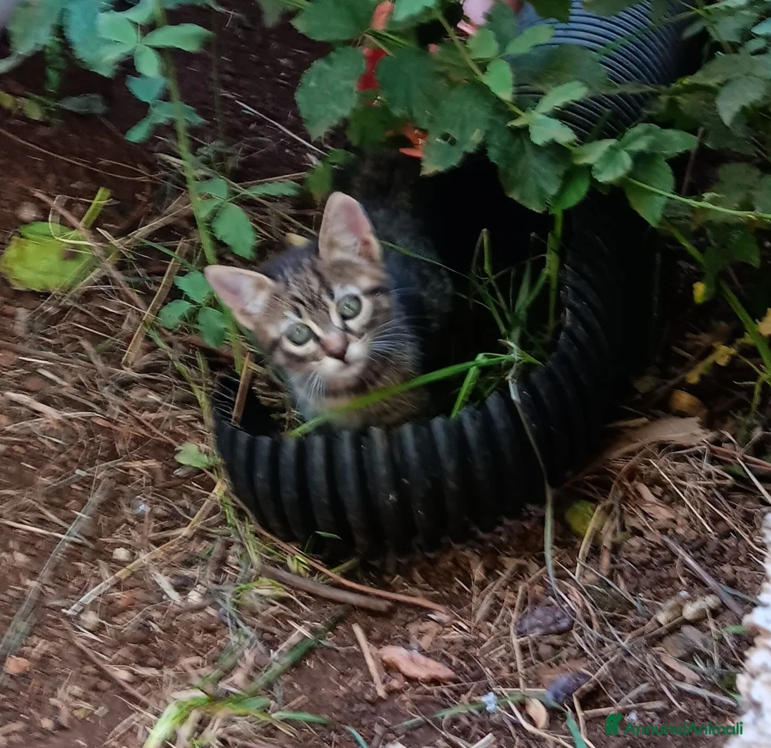 Altre razze gatti in regalo: Gattini in cerca di una casa - Annuncio 2