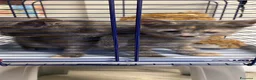 Meticcio gatti in regalo: GATTINI  a Provincia di Lecco - Annuncio 3
