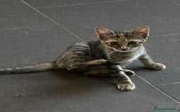 Altre razze gatti in vendita: 7 allegri batuffoli in cerca di casa a Province of Brescia - Immagine 31