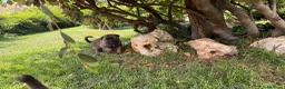 Beagle cani in vendita: Pastore belga Malinois  - Annuncio 5