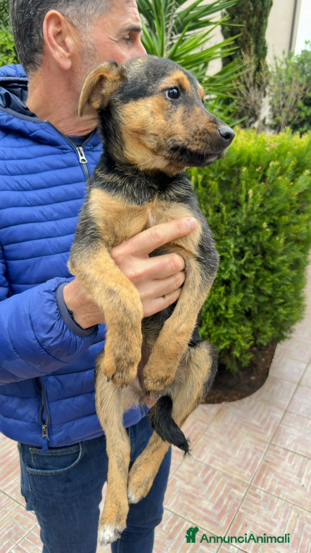 Meticcio cani in regalo: CORINNE 🩷 - cucciola, la più dolce del rifugio 😍 - Annuncio 2