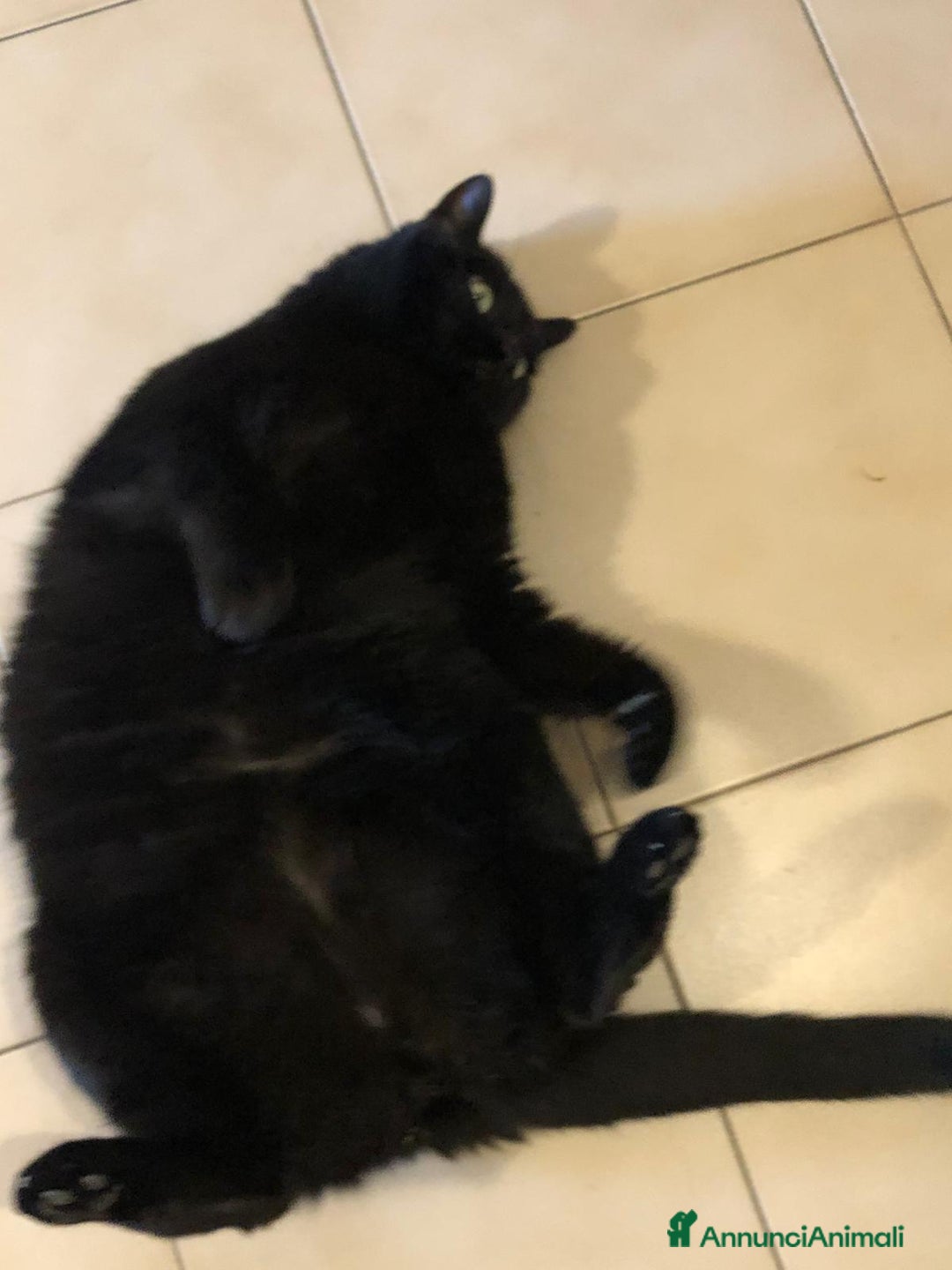 Europeo gatti in regalo: ROMA: GAS E' RIMASTO ORFANO    - Annuncio 5