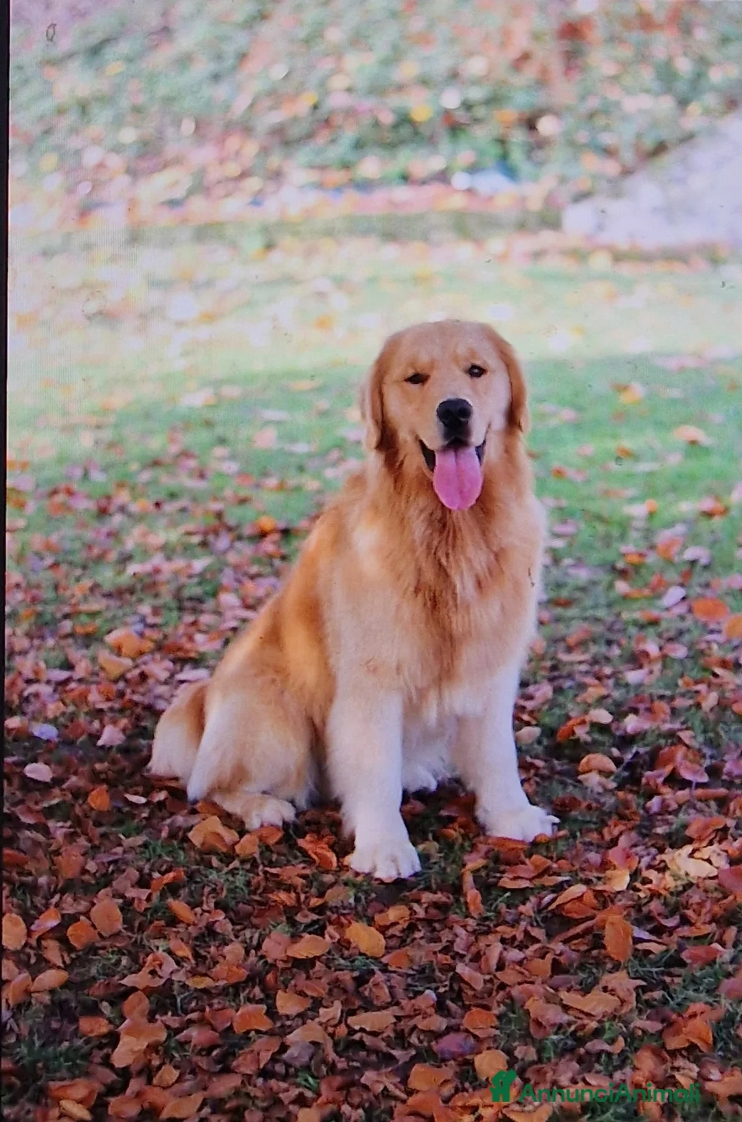 Golden Retriever cani in vendita: 3 Cucciole femmina golden retriever - Annuncio 2