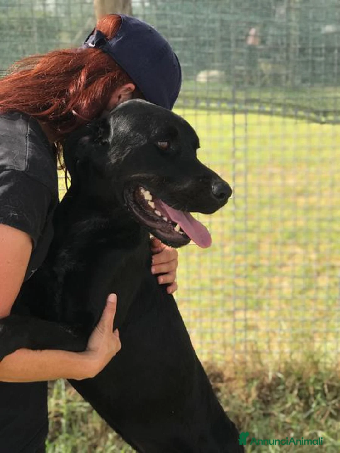 Meticcio cani in regalo:  BLOCK derivato mastino dalle sette bellezze a Provincia di Latina - Annuncio 4
