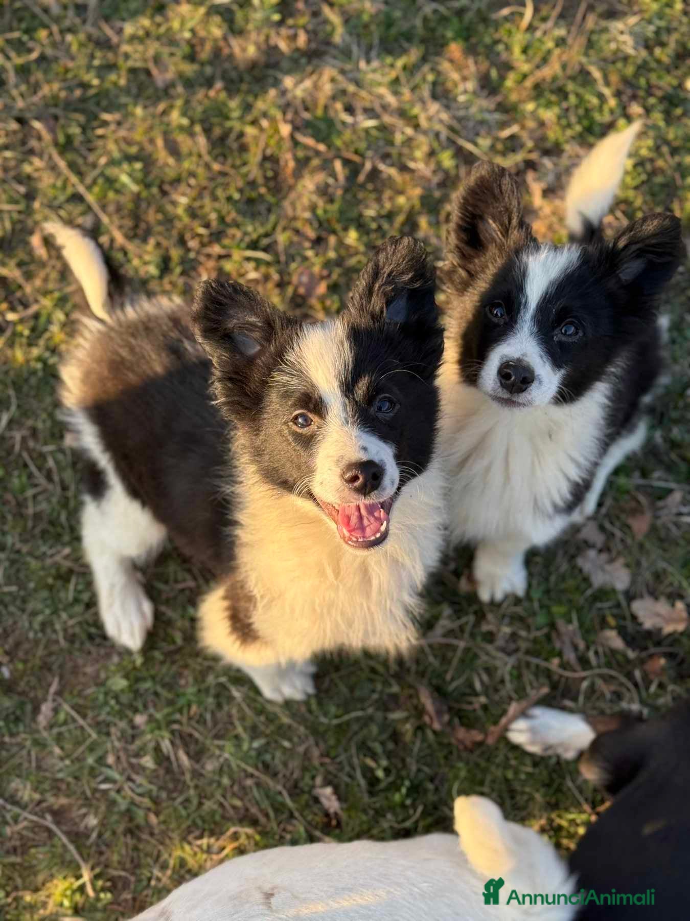 Meticcio cani Cucciole MIX BORDER COLLIE! Splendide - Annuncio 3
