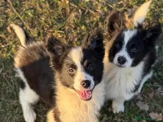 Meticcio cani Cucciole MIX BORDER COLLIE! Splendide - Annuncio 2
