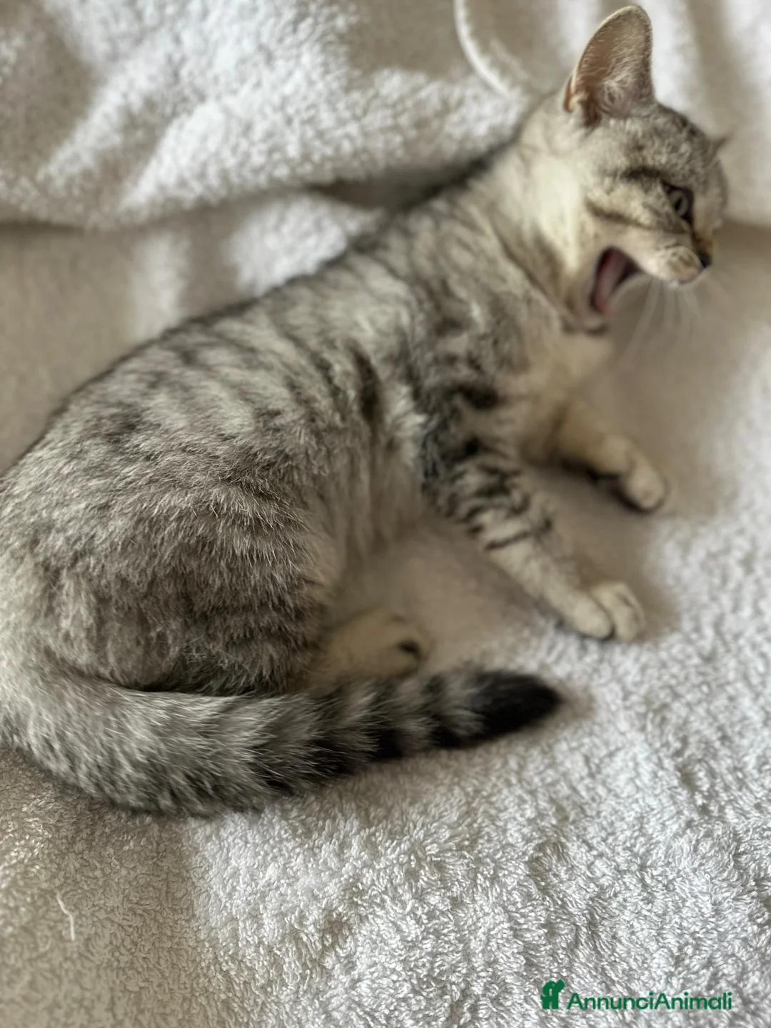 British gatti in vendita: Dolcissimo cucciolo British/Scottish tigrato - Annuncio 4