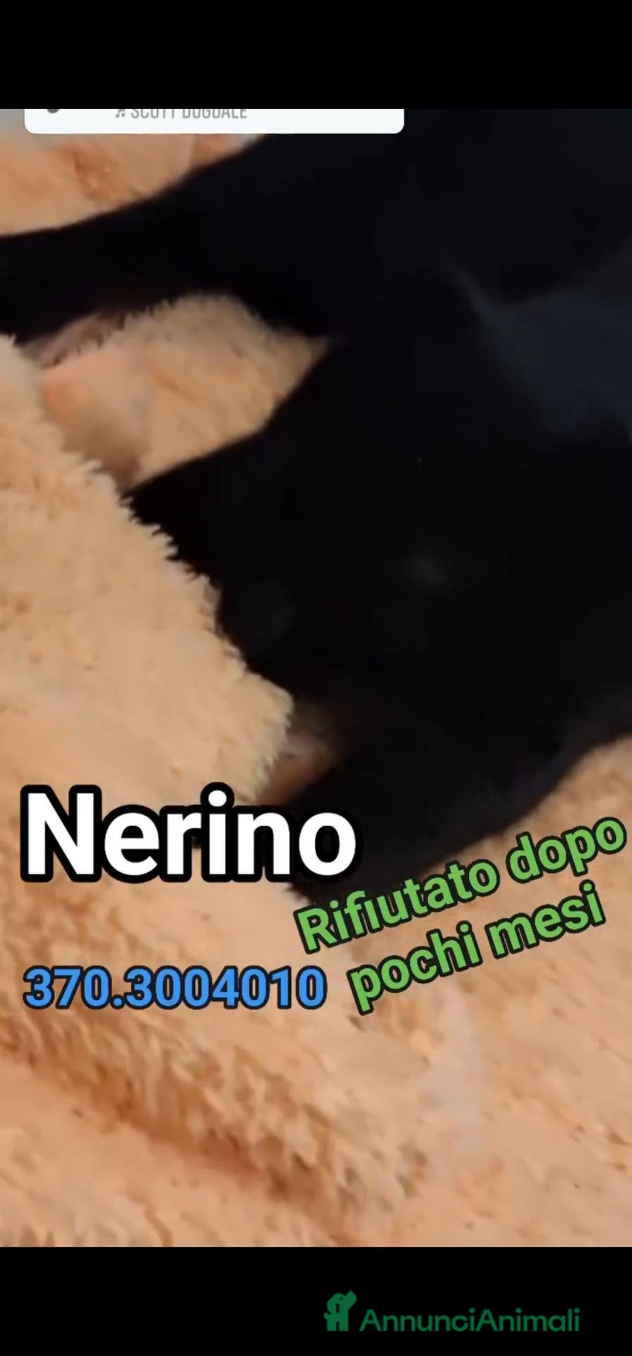 Europeo gatti NERINO: CERCA CASA DISPERATAMENTE 💔 - Annuncio 3