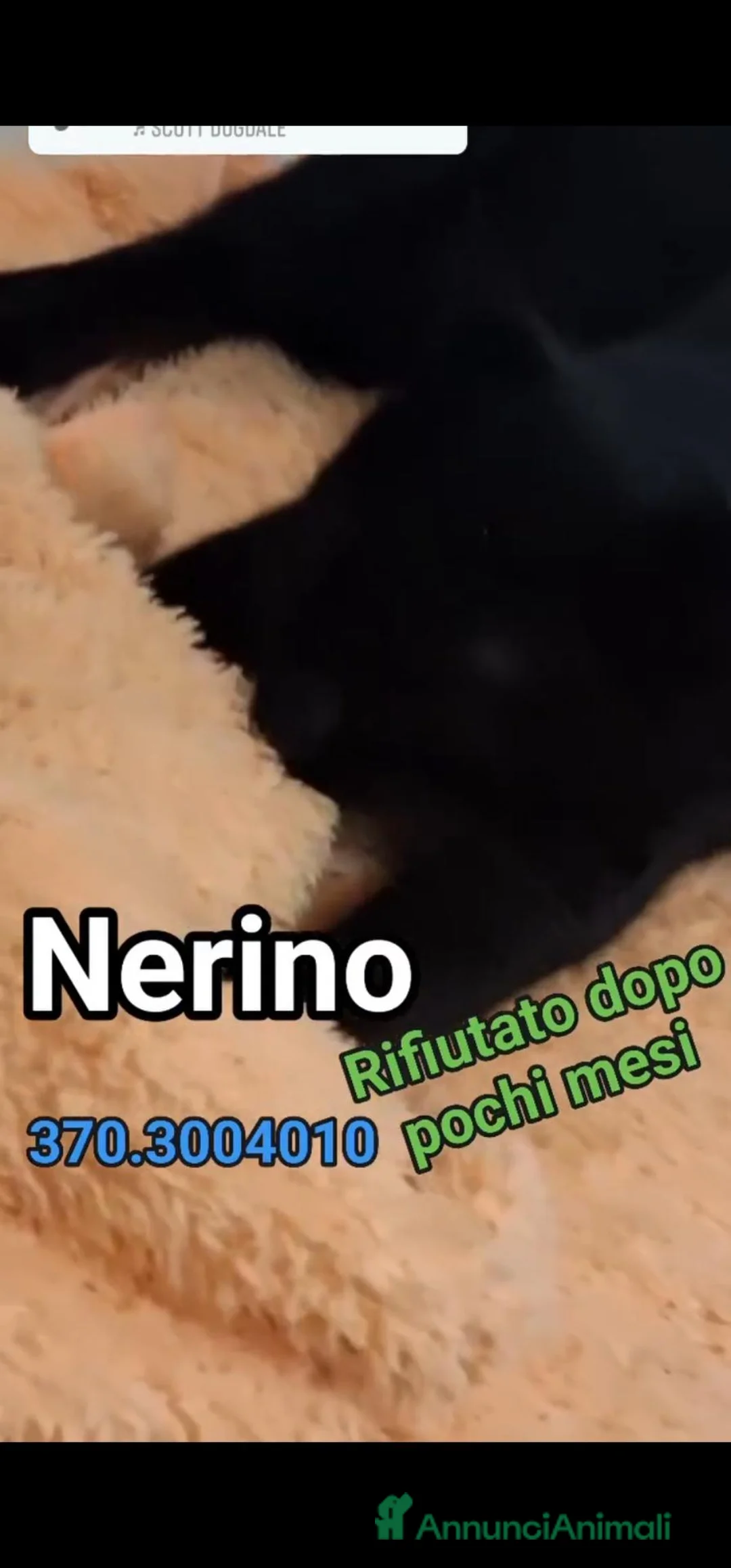 Europeo gatti in regalo: NERINO: CERCA CASA DISPERATAMENTE 💔 - Annuncio 1
