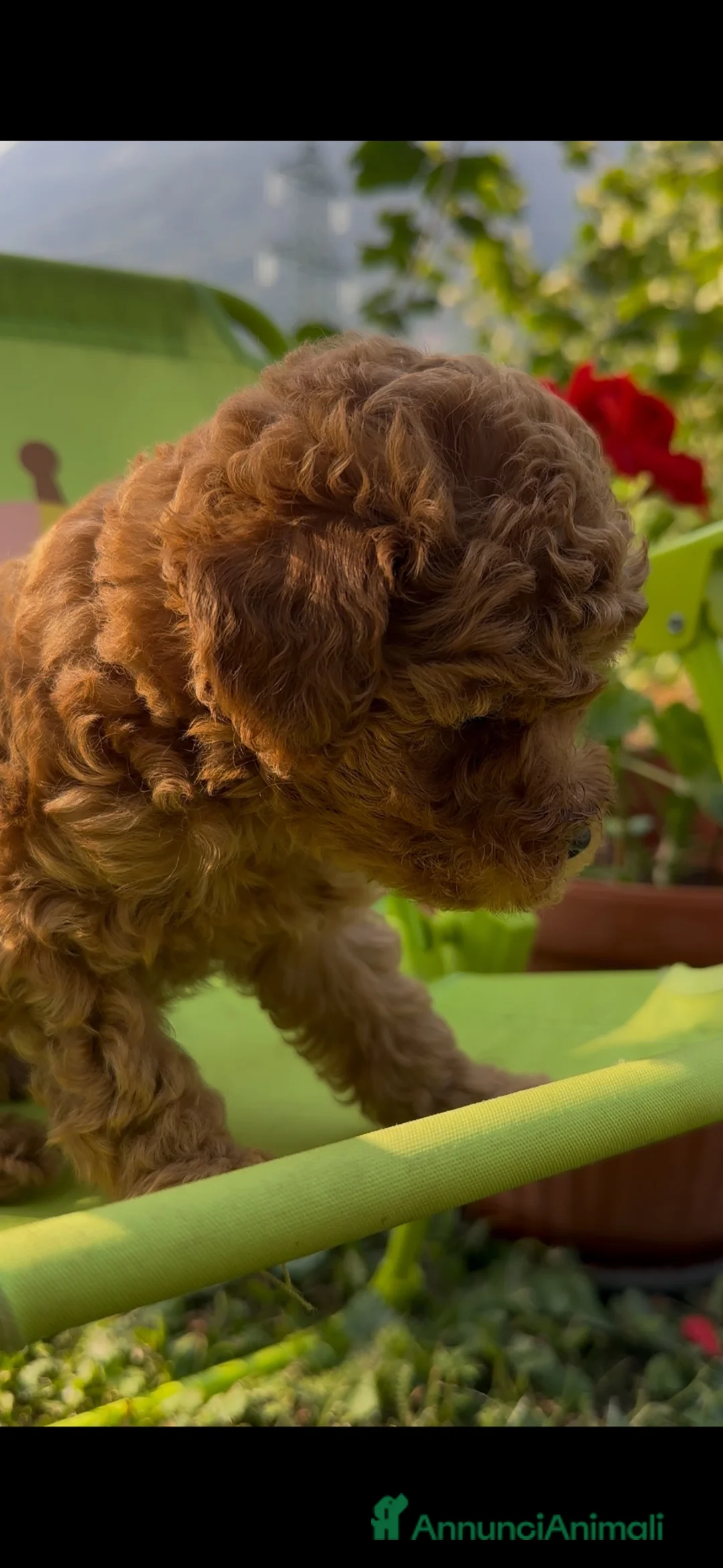 Barboncino cani in vendita: Barboncini❤️ - Annuncio 3