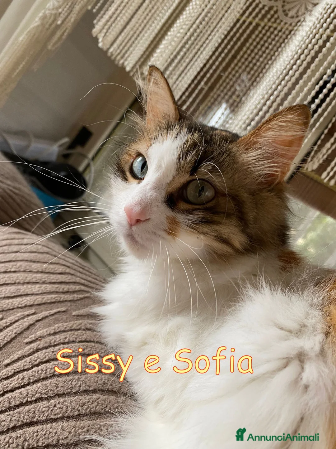 Altre razze gatti in regalo: SISSY E SOFIA APPELLO URGENTE a Città metropolitana di Roma Capitale - Annuncio 1
