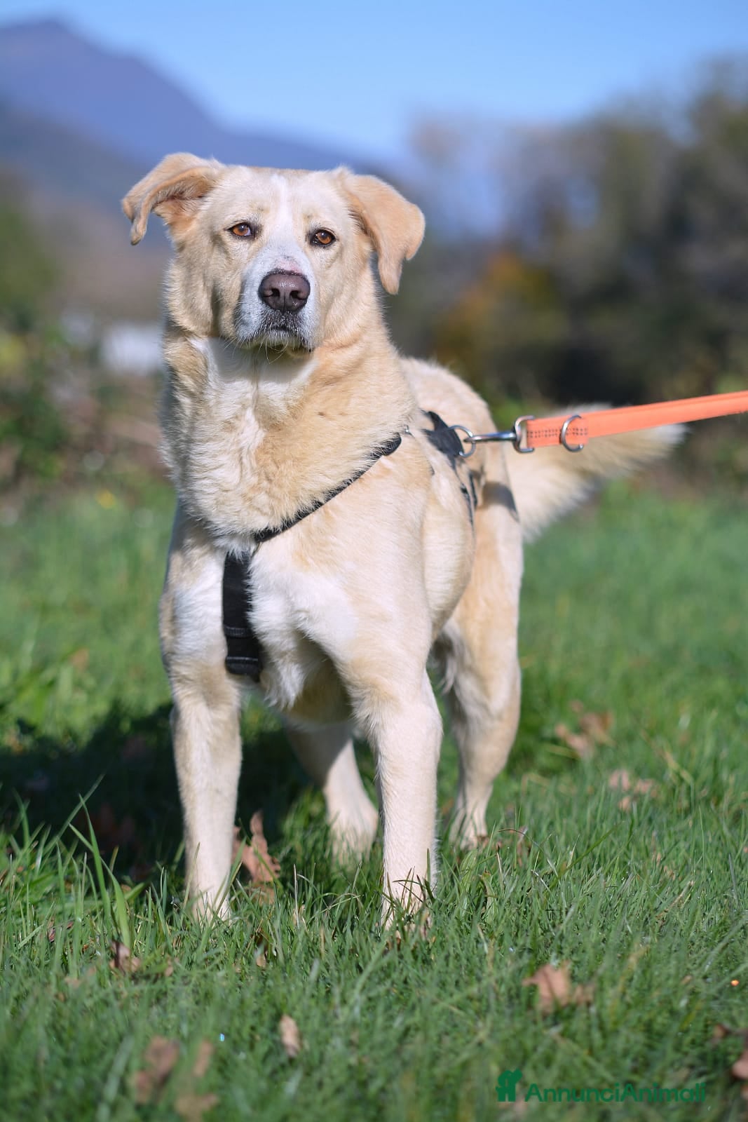 Meticcio cani Pippo un cane buonissimo in cerca di casa  - Annuncio 19