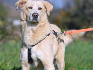 Meticcio cani Pippo un cane buonissimo in cerca di casa - Annuncio 1