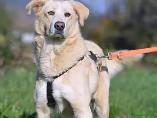 Meticcio cani Pippo un cane buonissimo in cerca di casa - Annuncio 4