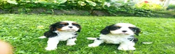 Cavalier King cani in vendita: Cavalier king con pedigree alta genealogia a Provincia di Bergamo - Annuncio 14