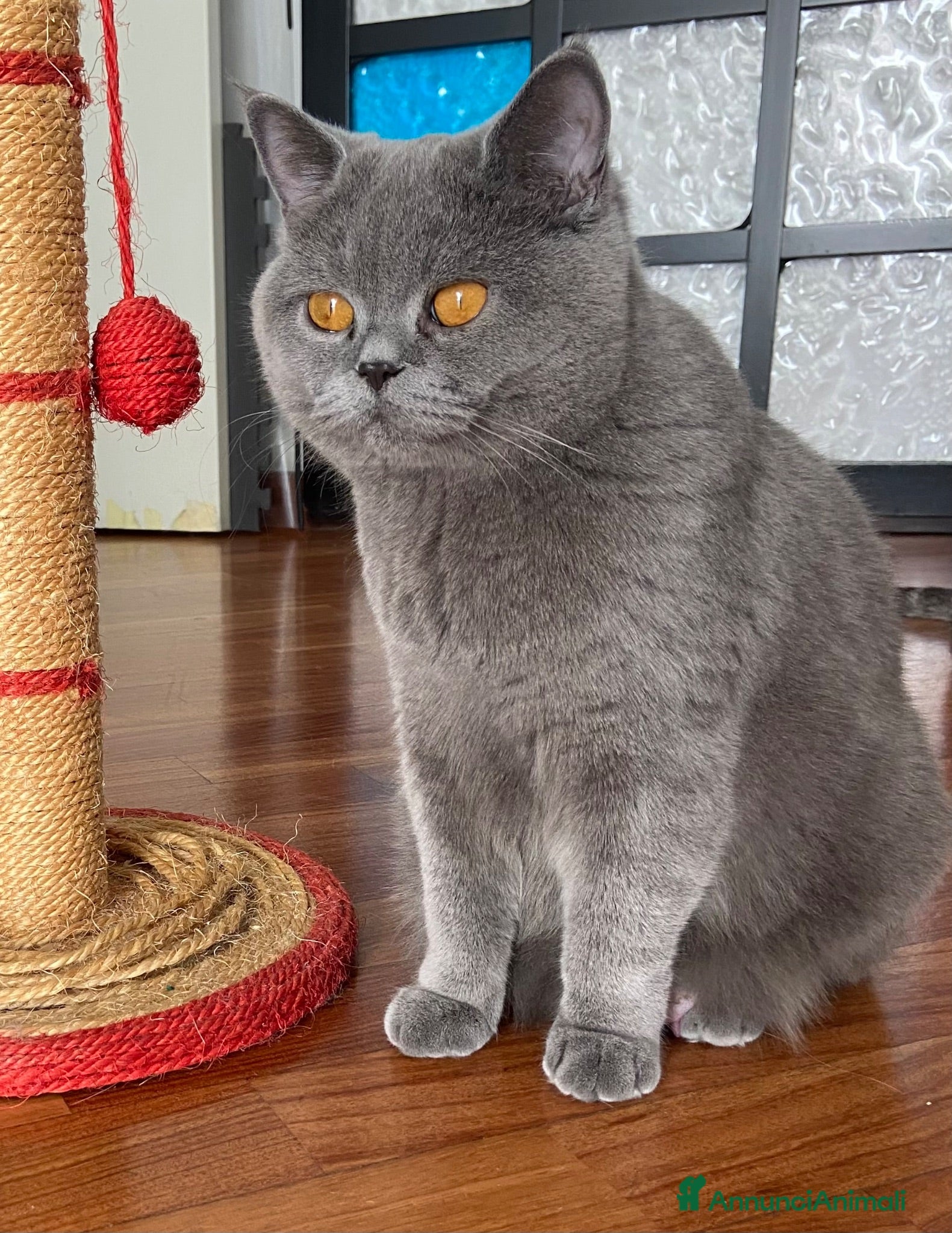 Scottish gatti in vendita: Dolcissima cucciola Scottish Straight Blue 🩷 - Annuncio 1