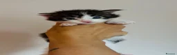 Maine Coon gatti in vendita: Maine Coon con pedigree  - Annuncio 9