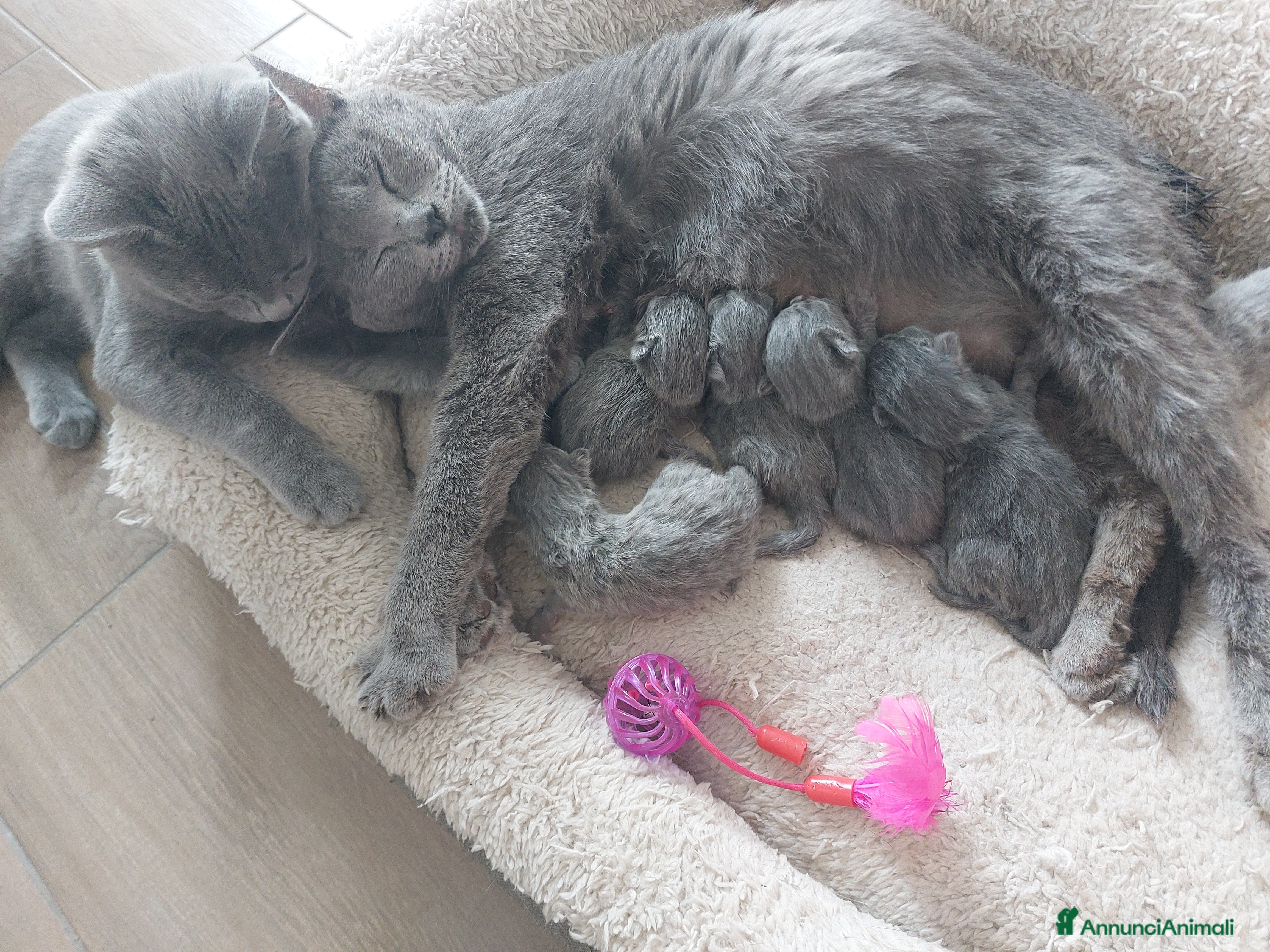 Certosino gatti Vendita cuccioli certosini con pedigree' ANFI - Annuncio 1