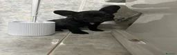 Bulldog Francese cani in vendita: bulldog francese nero tigrato  - Annuncio 4