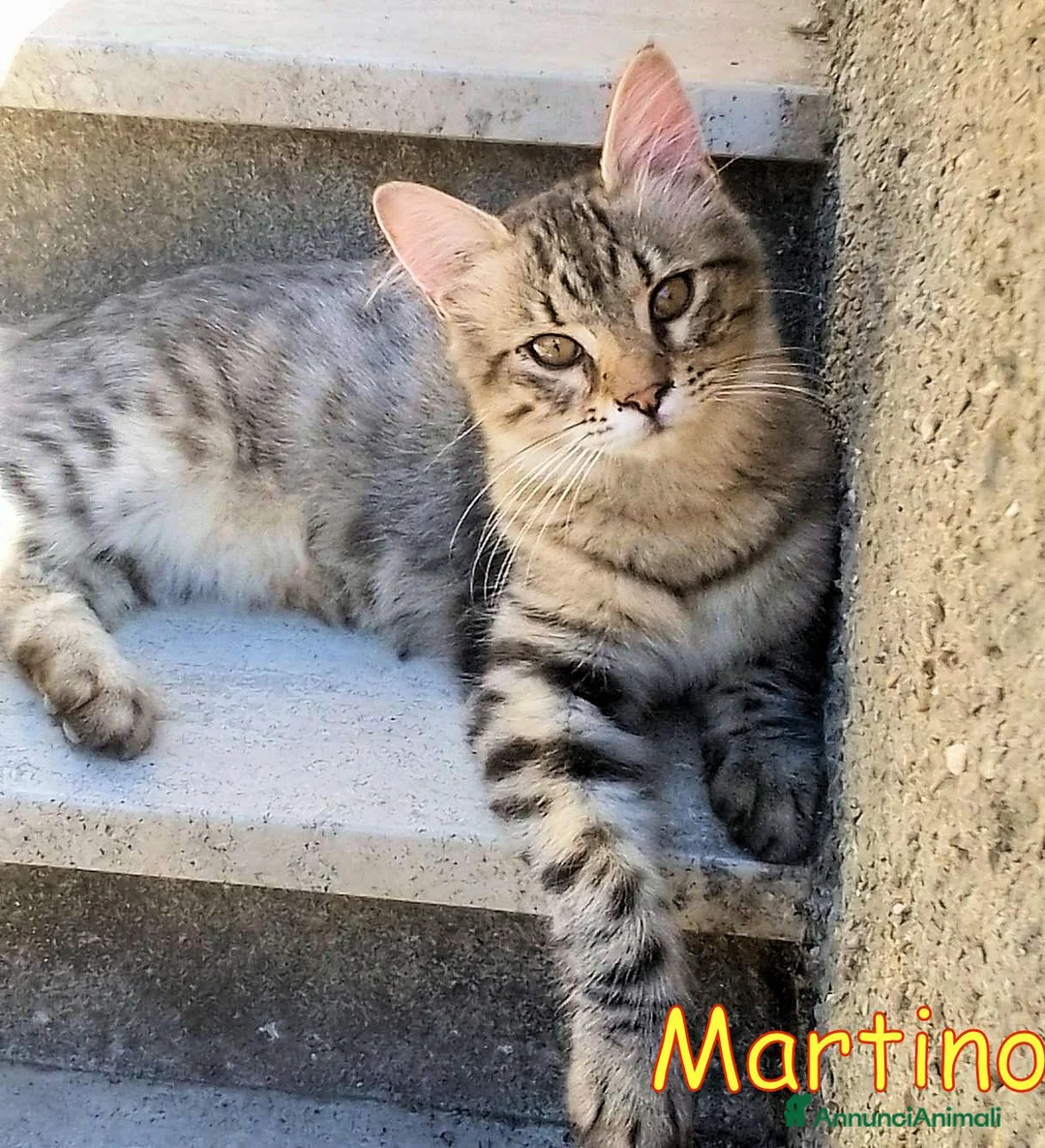 Europeo gatti in regalo:  MARTINO GATTINO TIGRATINO - Annuncio 2