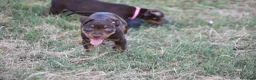 Pitbull cani in vendita: Cuccioli Pit Bull con pedigree anche a rate - Annuncio 4