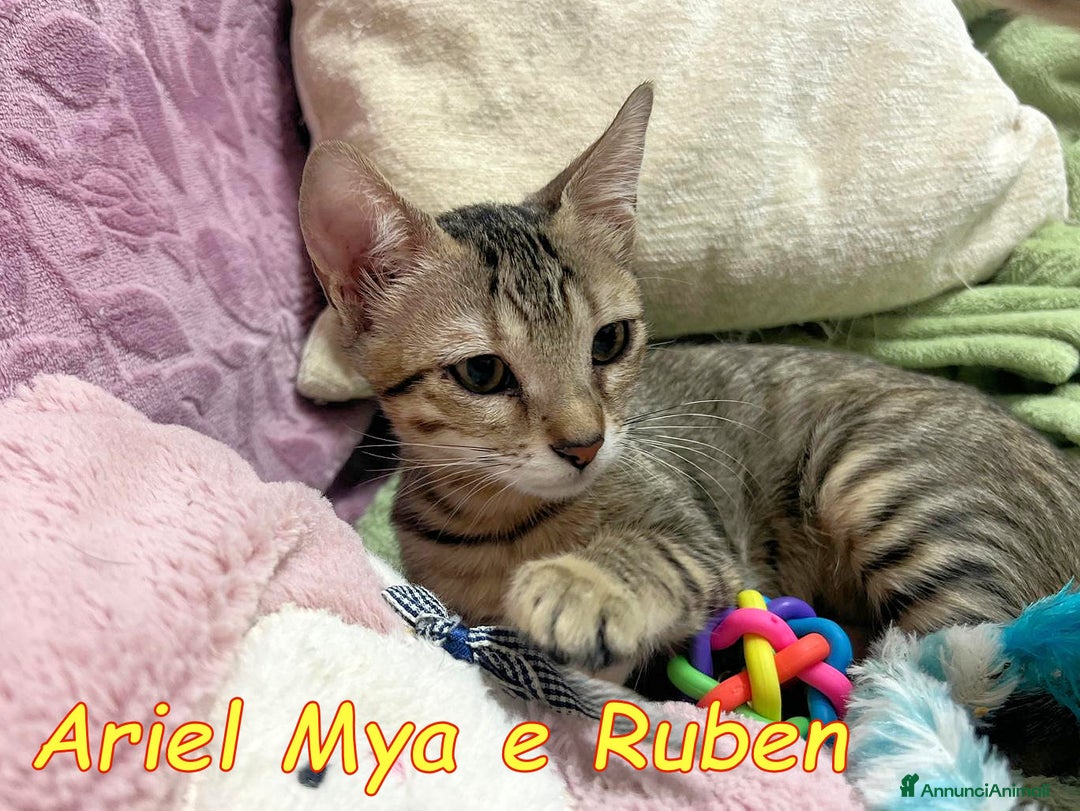 Europeo gatti in regalo: TRE GATTINI DOLCISSIMI CERCANO CASA - Annuncio 14